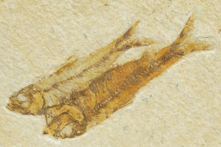 Pair Of Fossil Fish (Knightia) - Wyoming #318559
